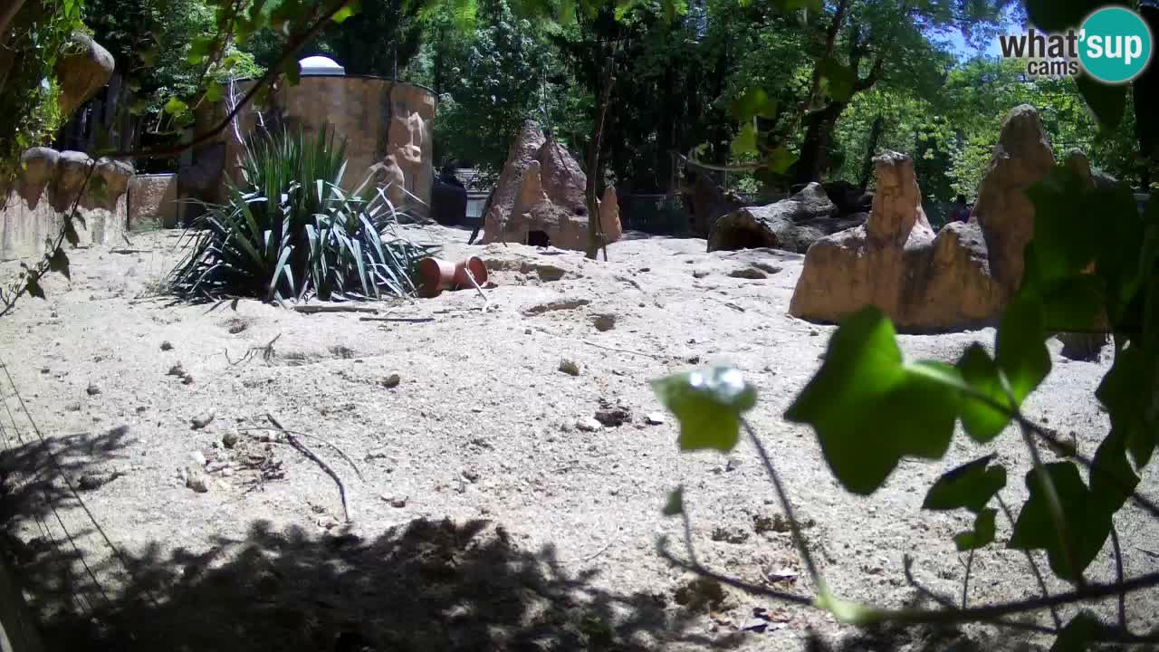 Webcam live Zoo Ljubljana – Suricata