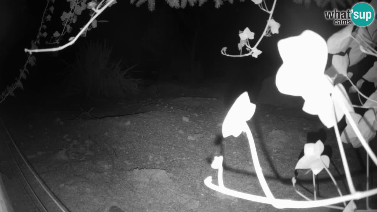 Live cam Zoo Ljubljana – Erdmännchen