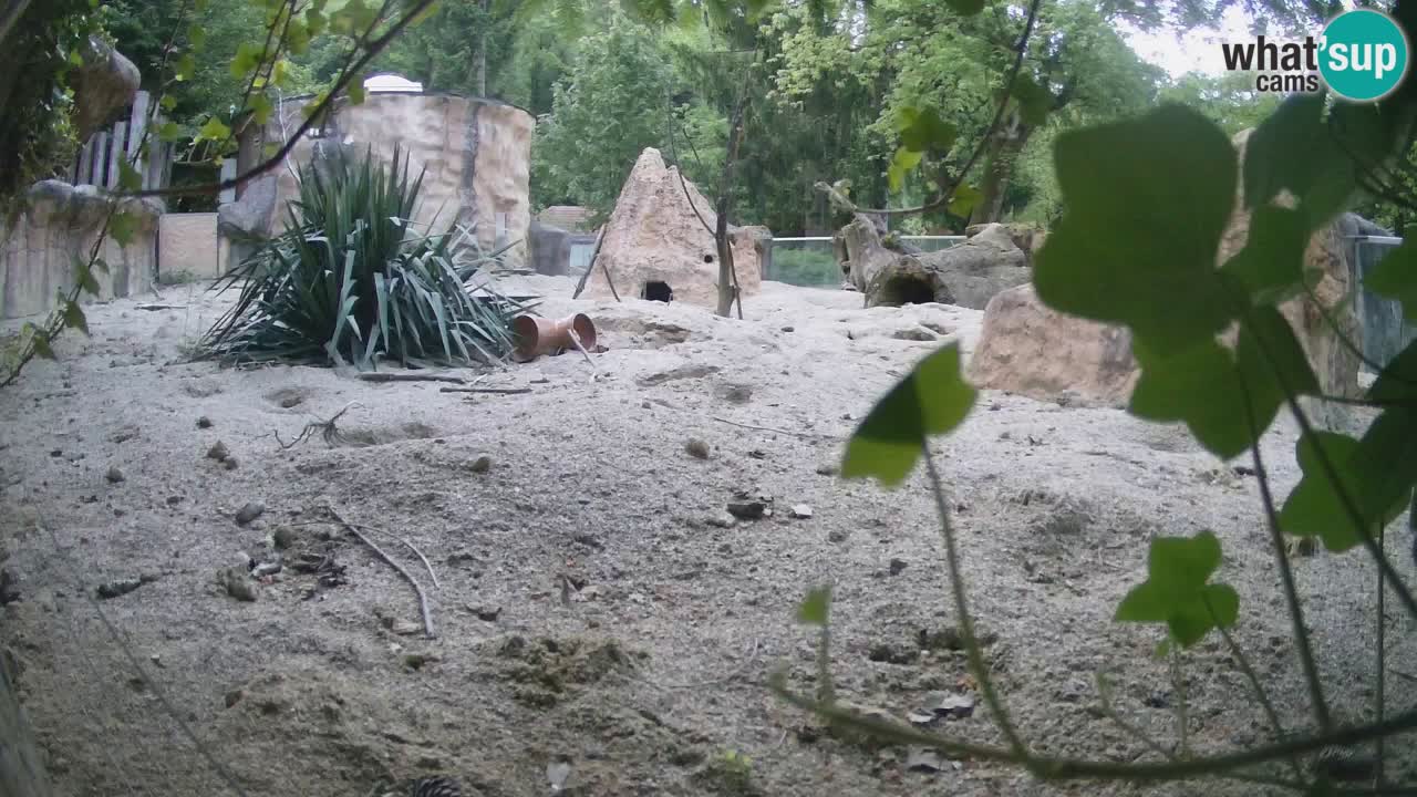 Zoo Ljubljana – Live webcam Meerkat (Suricata)