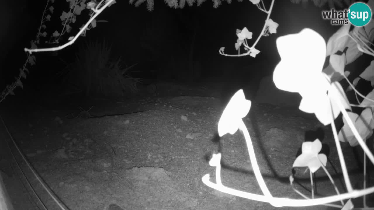 Webcam Zoo Ljubljana – Suricate