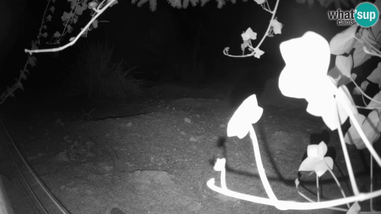 Live cam Zoo Ljubljana – Erdmännchen