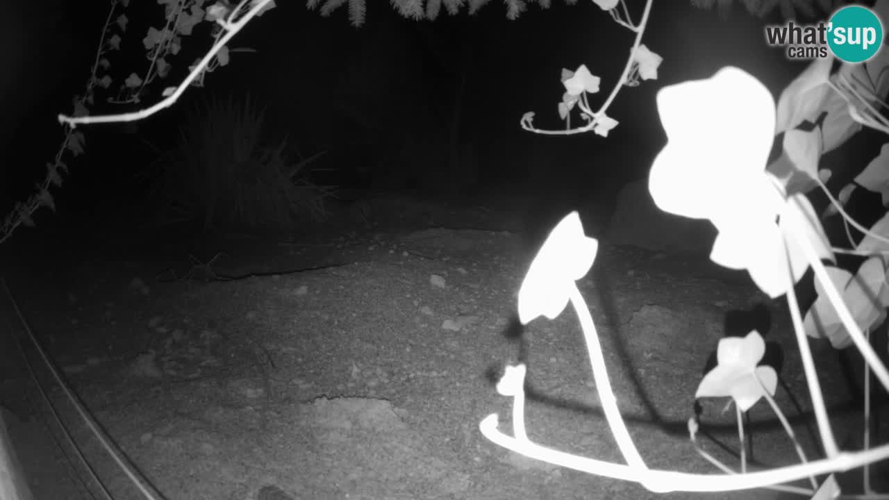 Webcam Zoo Ljubljana – Suricate