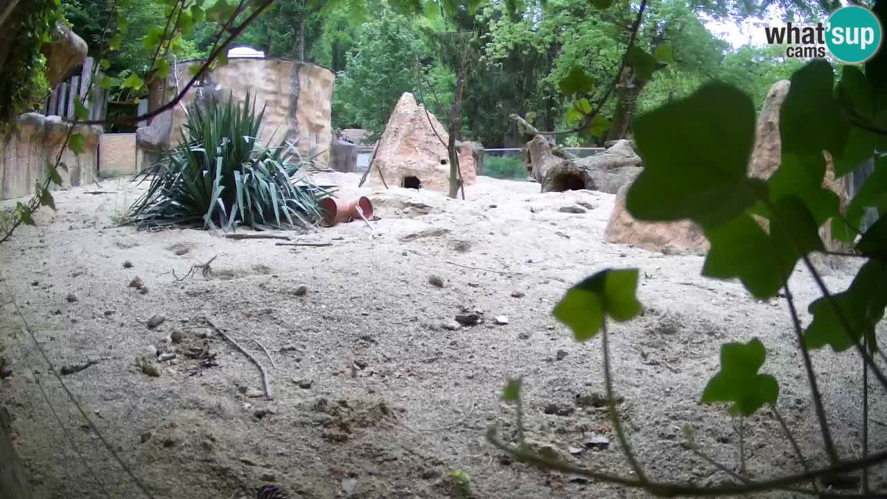 Zoo Ljubljana – Live webcam Meerkat (Suricata)