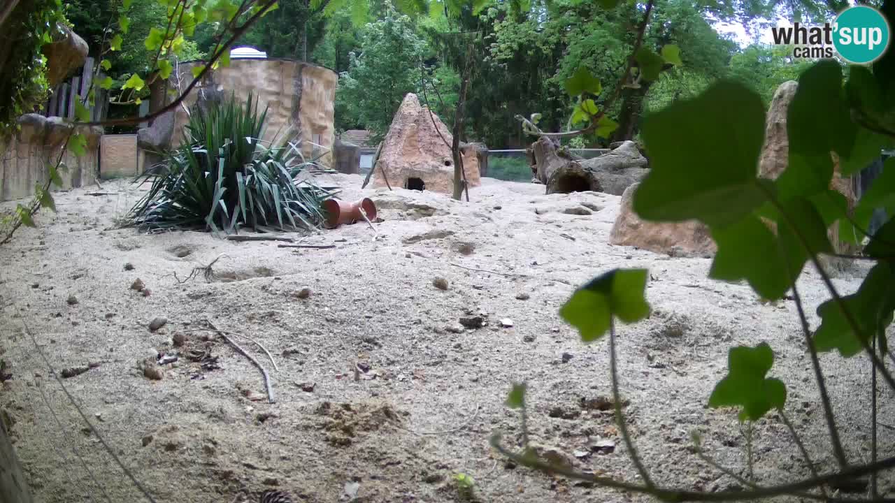 Live cam Zoo Ljubljana – Erdmännchen