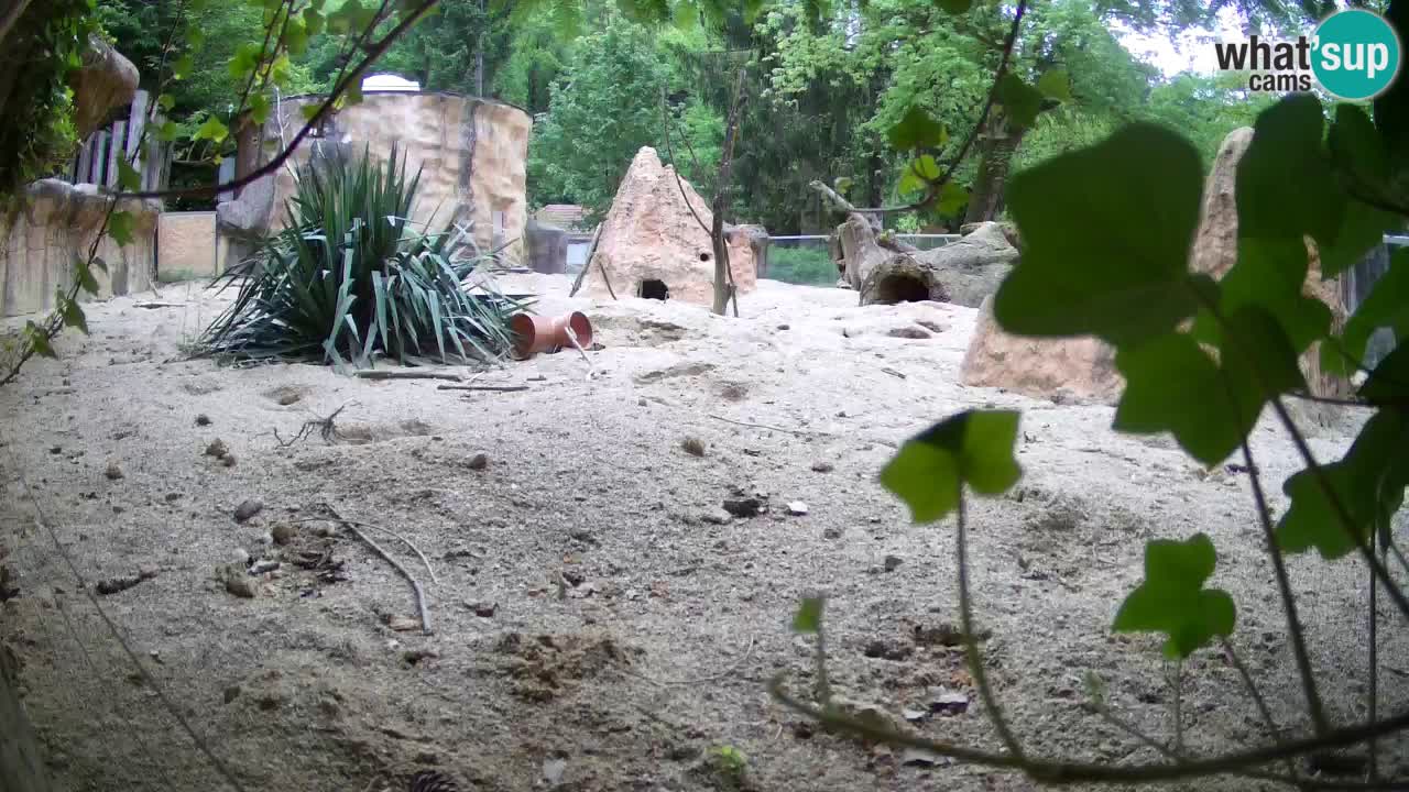 Live cam Zoo Ljubljana – Erdmännchen