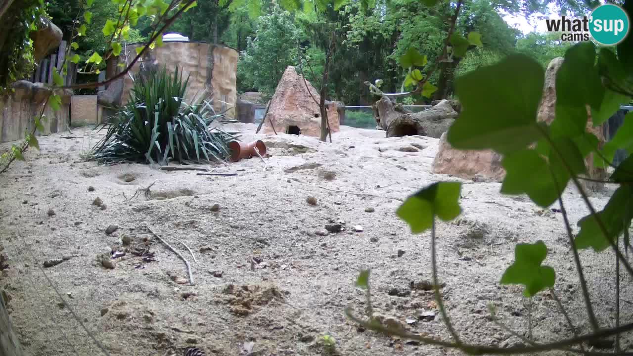 Live cam Zoo Ljubljana – Erdmännchen