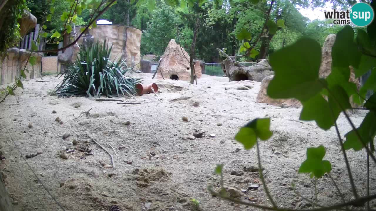 Webcam Zoo Ljubljana – Suricate