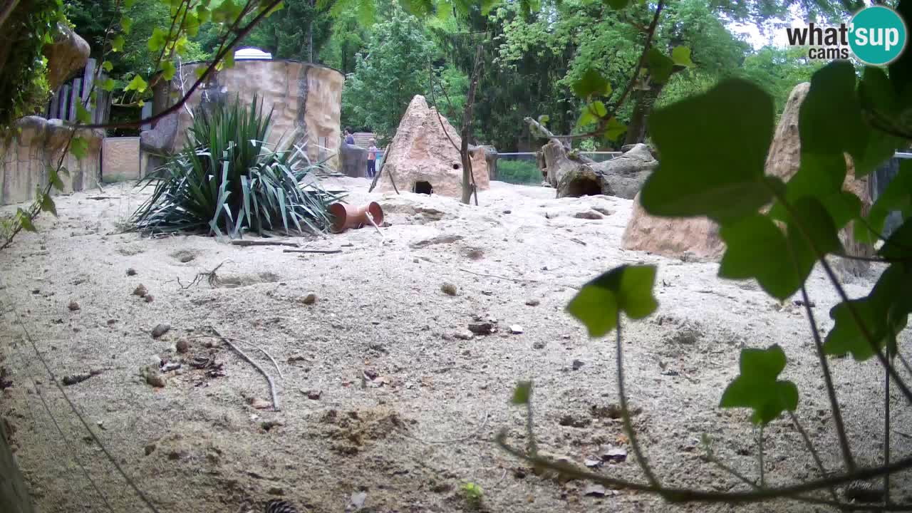 Webcam Zoo Ljubljana – Suricate
