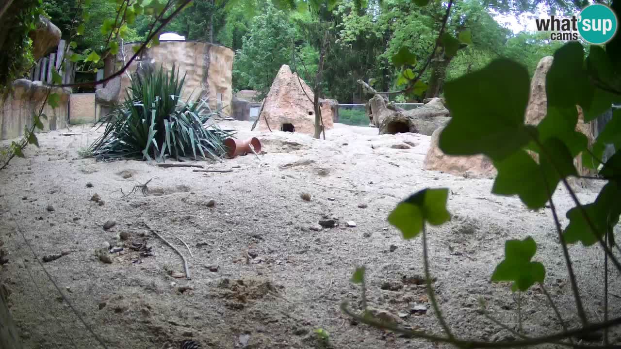 Zoo Ljubljana – Live webcam Meerkat (Suricata)