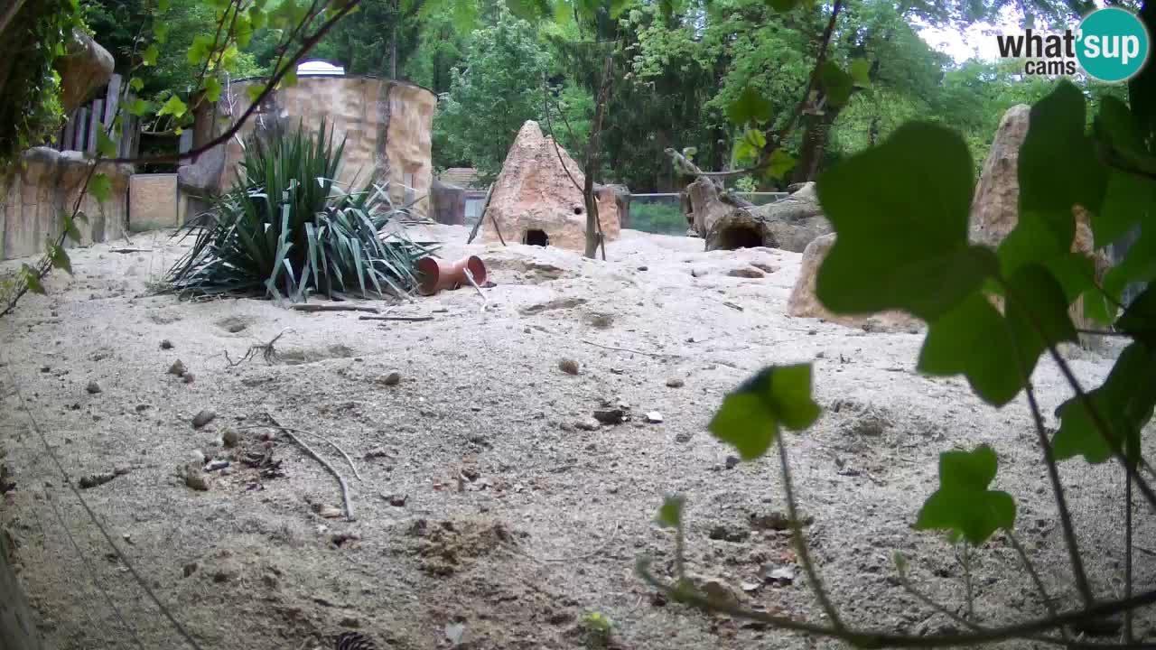 Zoo Ljubljana – Live webcam Meerkat (Suricata)