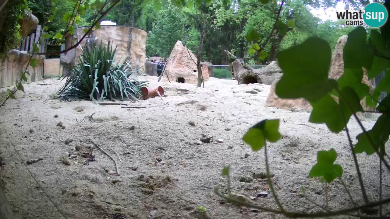 Zoo Ljubljana – Meerkat (Suricata)