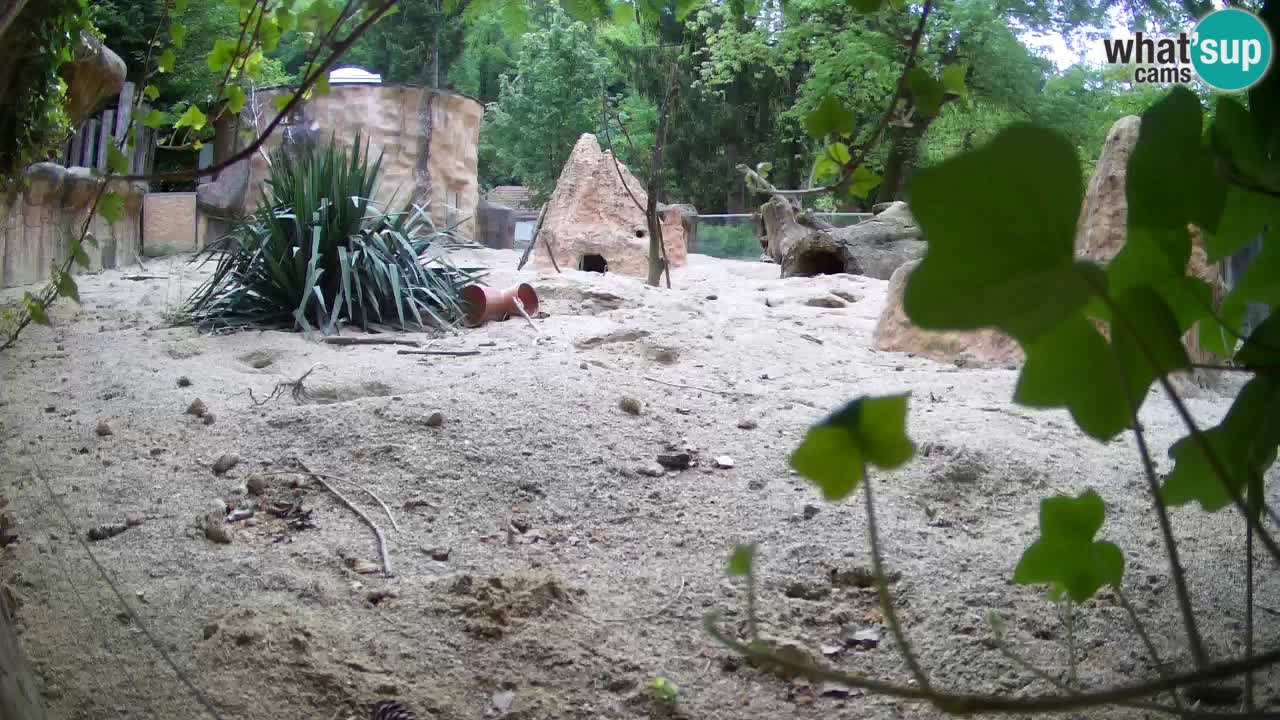 Webcam live Zoo Ljubljana – Suricata