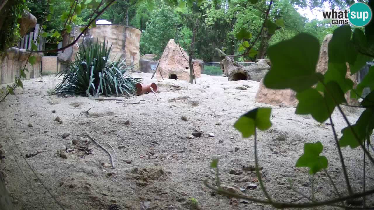 Zoo Ljubljana – Meerkat (Suricata)