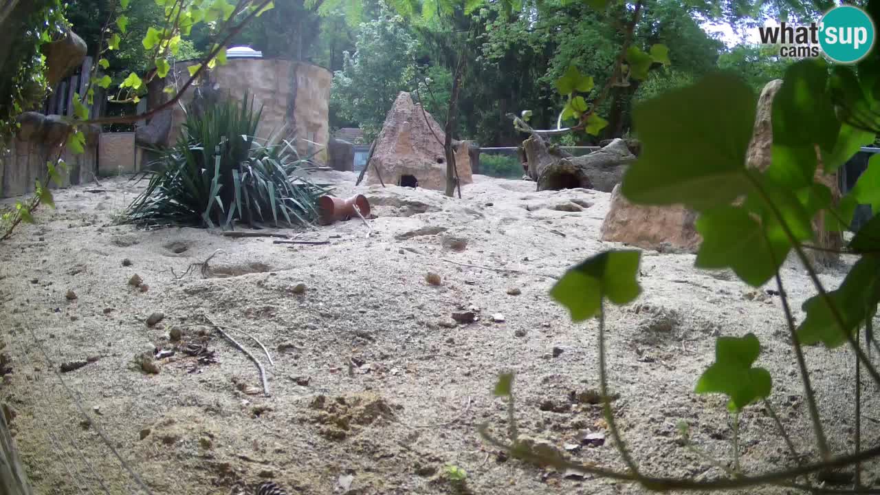 Live cam Zoo Ljubljana – Erdmännchen
