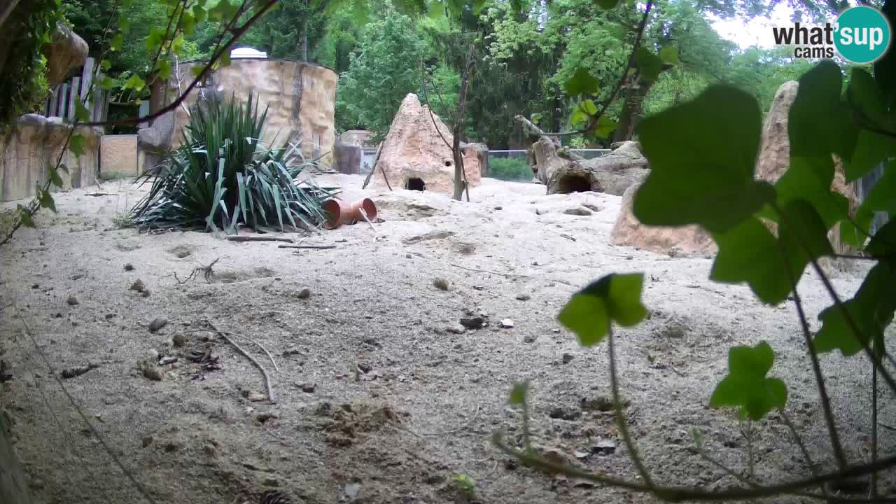 Zoo Ljubljana – Meerkat (Suricata)