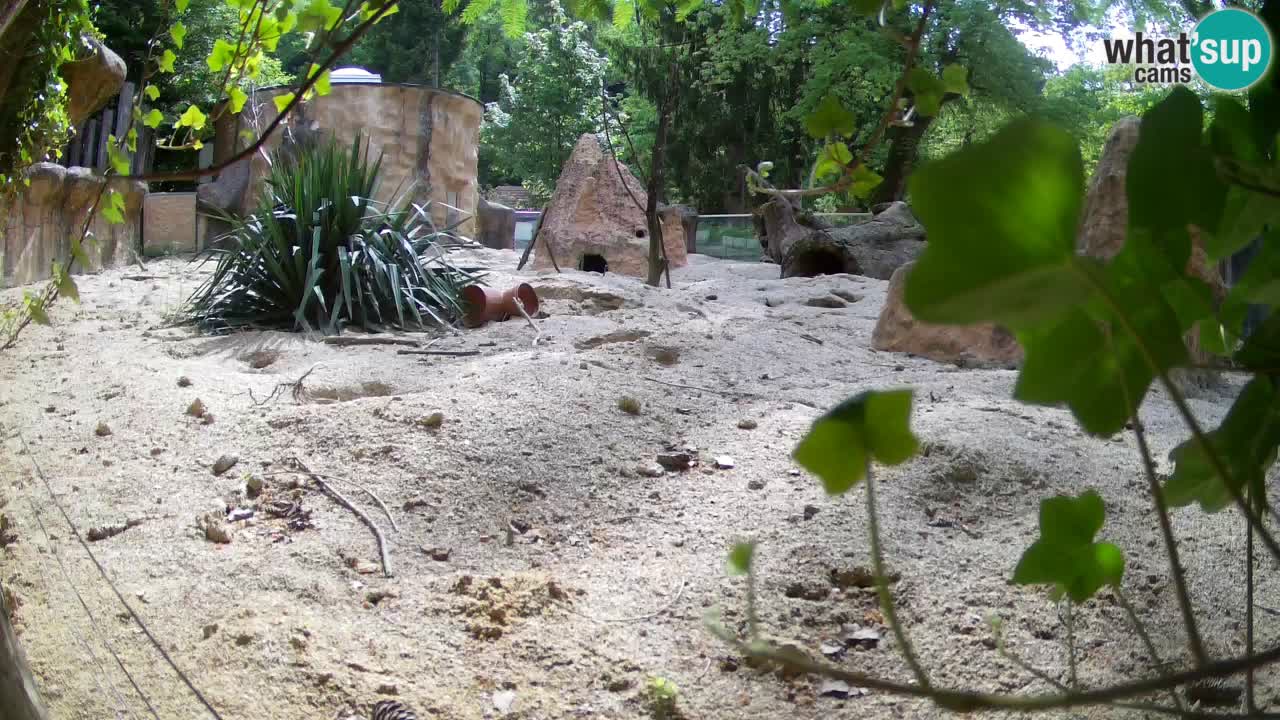Live cam Zoo Ljubljana – Erdmännchen