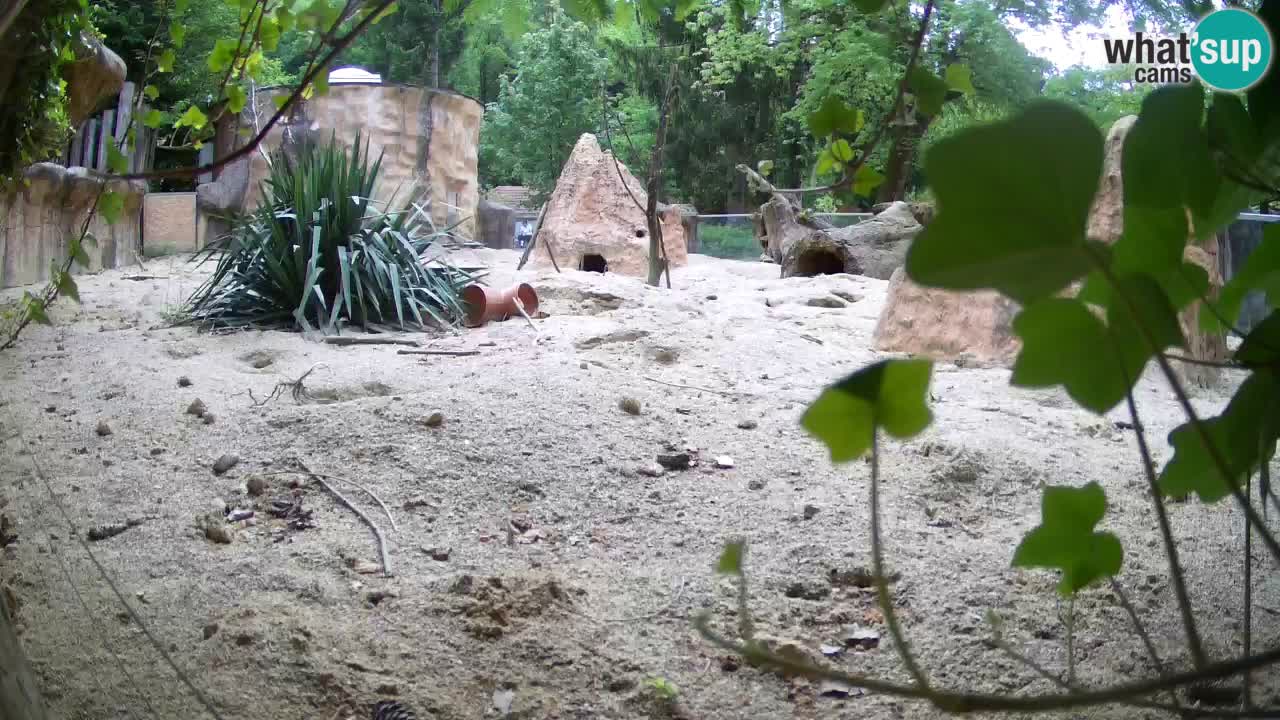 Webcam Zoo Ljubljana – Suricate
