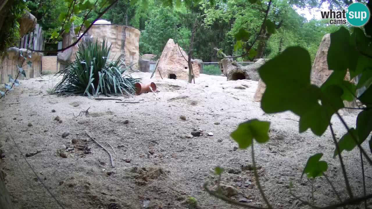 Zoo Ljubljana – Live webcam Meerkat (Suricata)