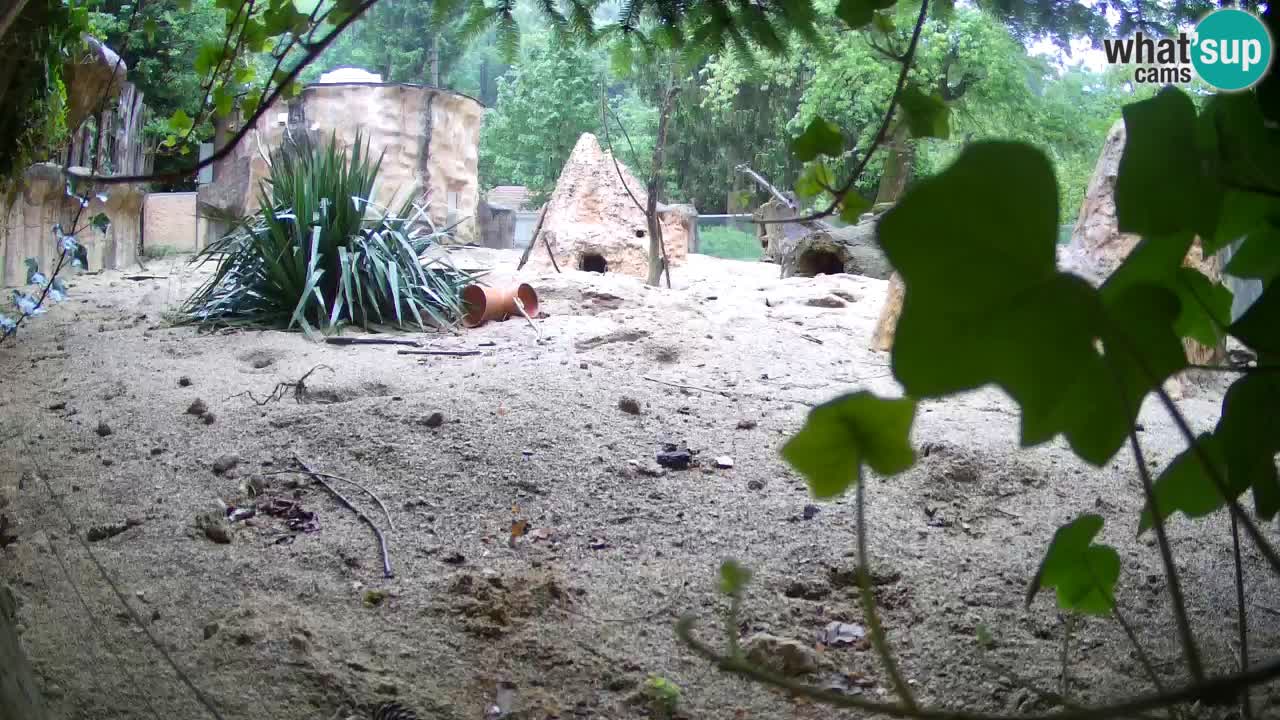 Live cam Zoo Ljubljana – Erdmännchen