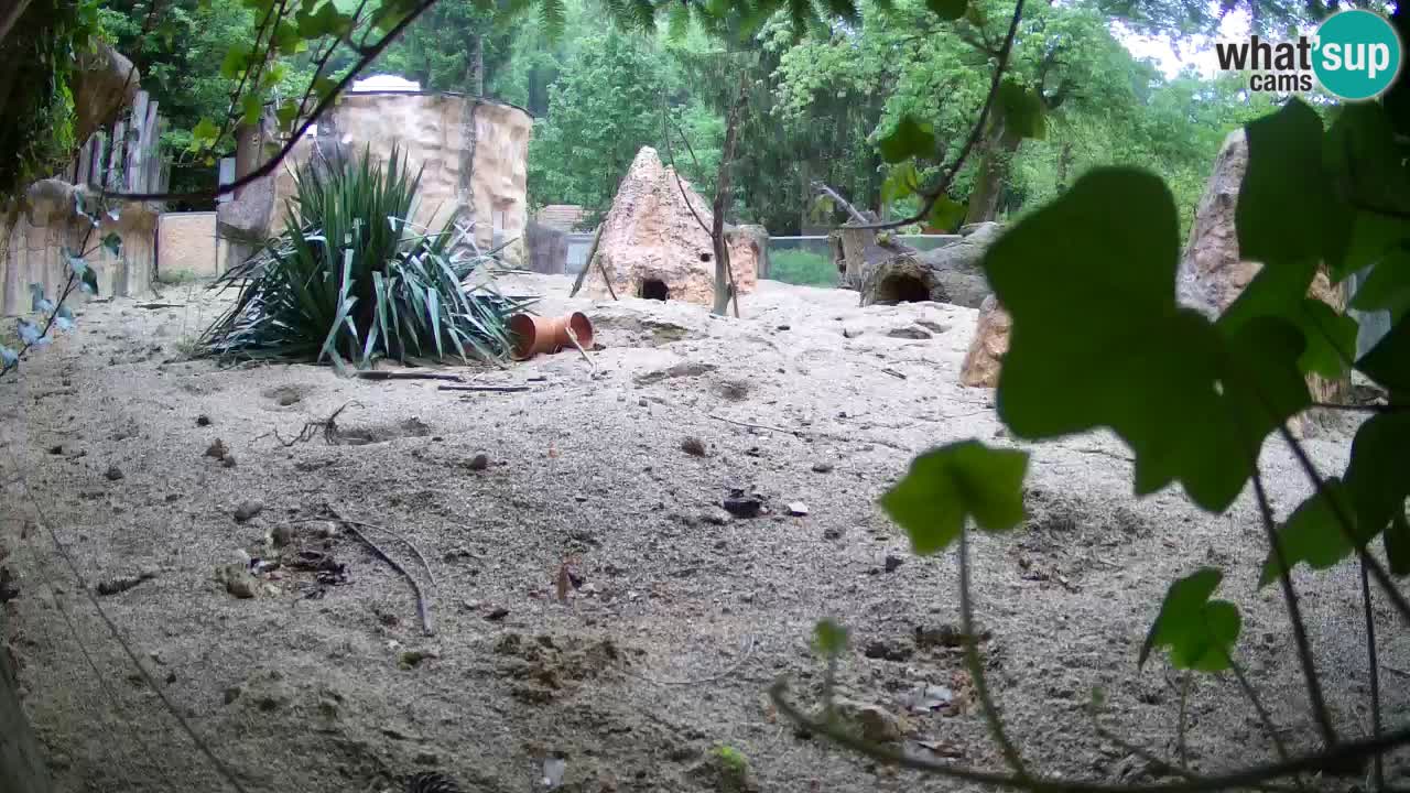 Zoo Ljubljana – Live webcam Meerkat (Suricata)