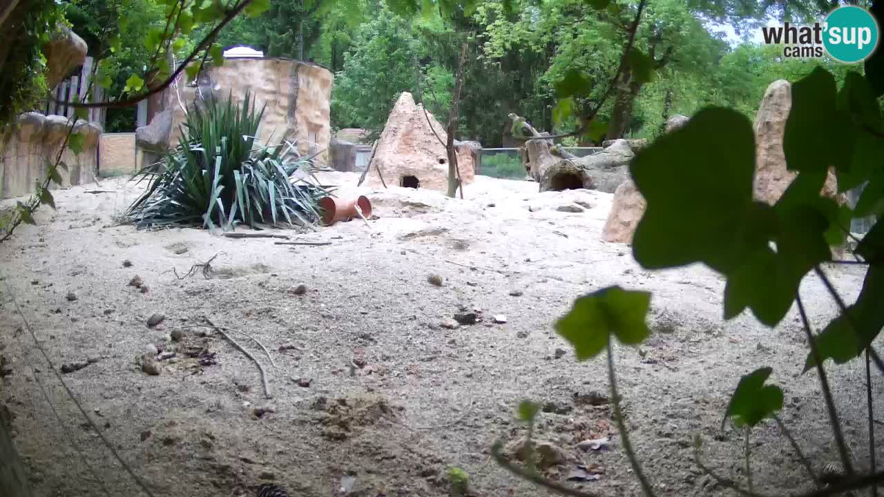 Webcam live Zoo Ljubljana – Suricata