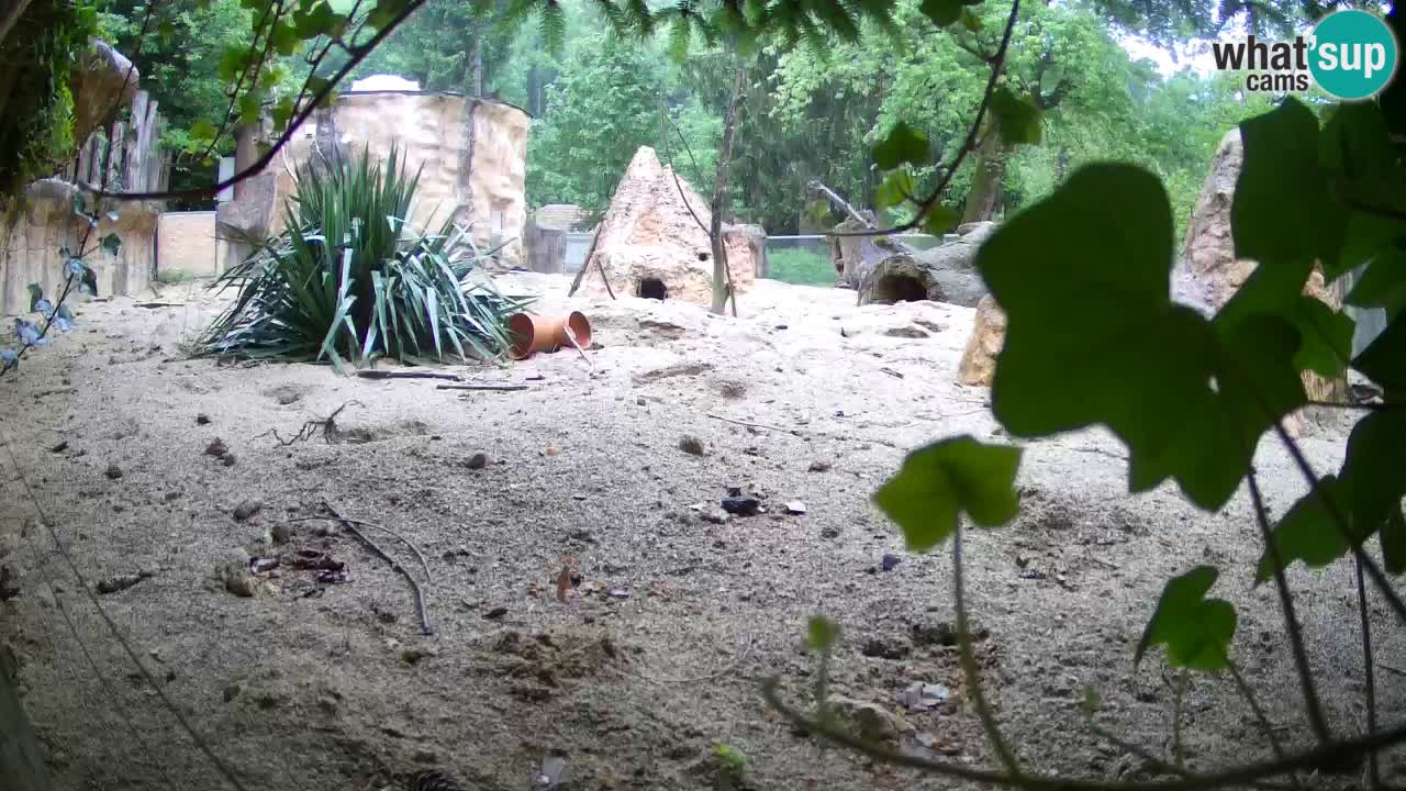 Web kamera Zoo Ljubljana – Merkat