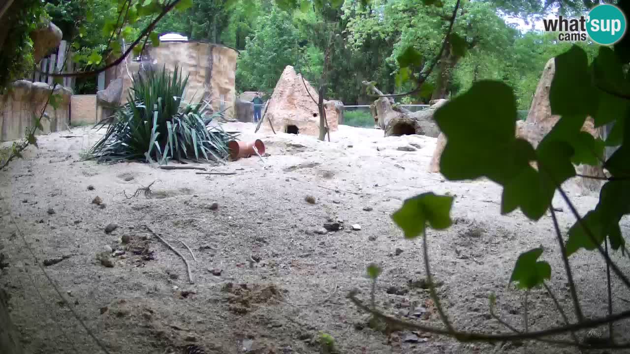 Live cam Zoo Ljubljana – Erdmännchen
