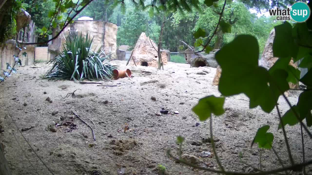 Webcam Zoo Ljubljana – Suricate