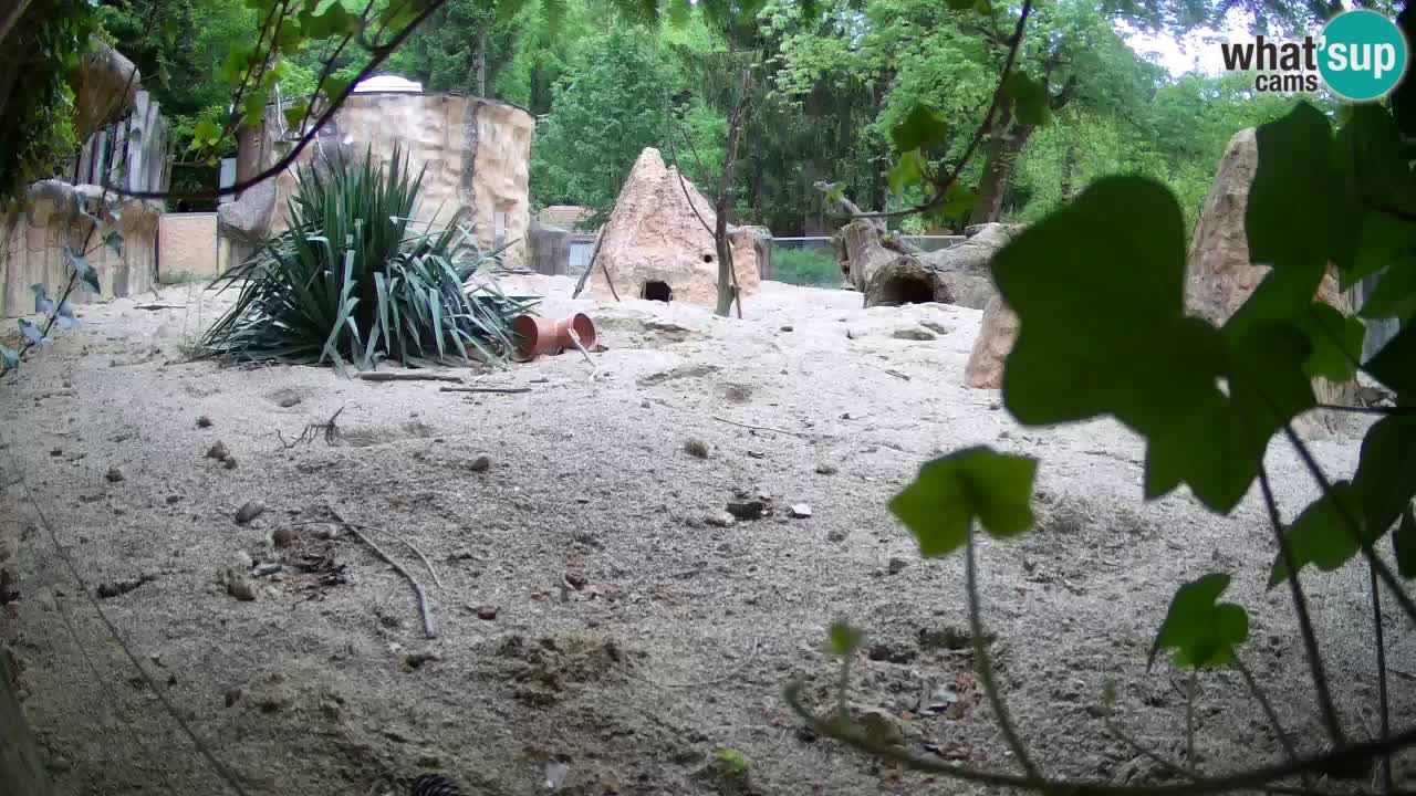 Zoo Ljubljana – Live webcam Meerkat (Suricata)