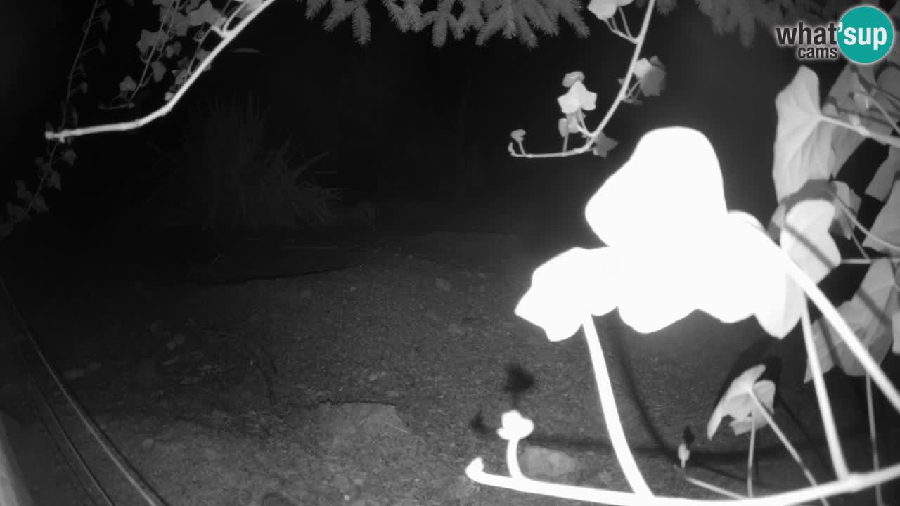 Webcam Zoo Ljubljana – Suricate