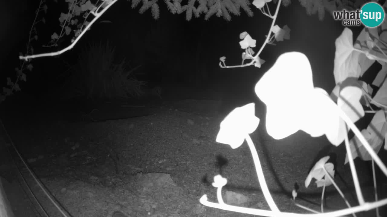 Webcam Zoo Ljubljana – Suricate