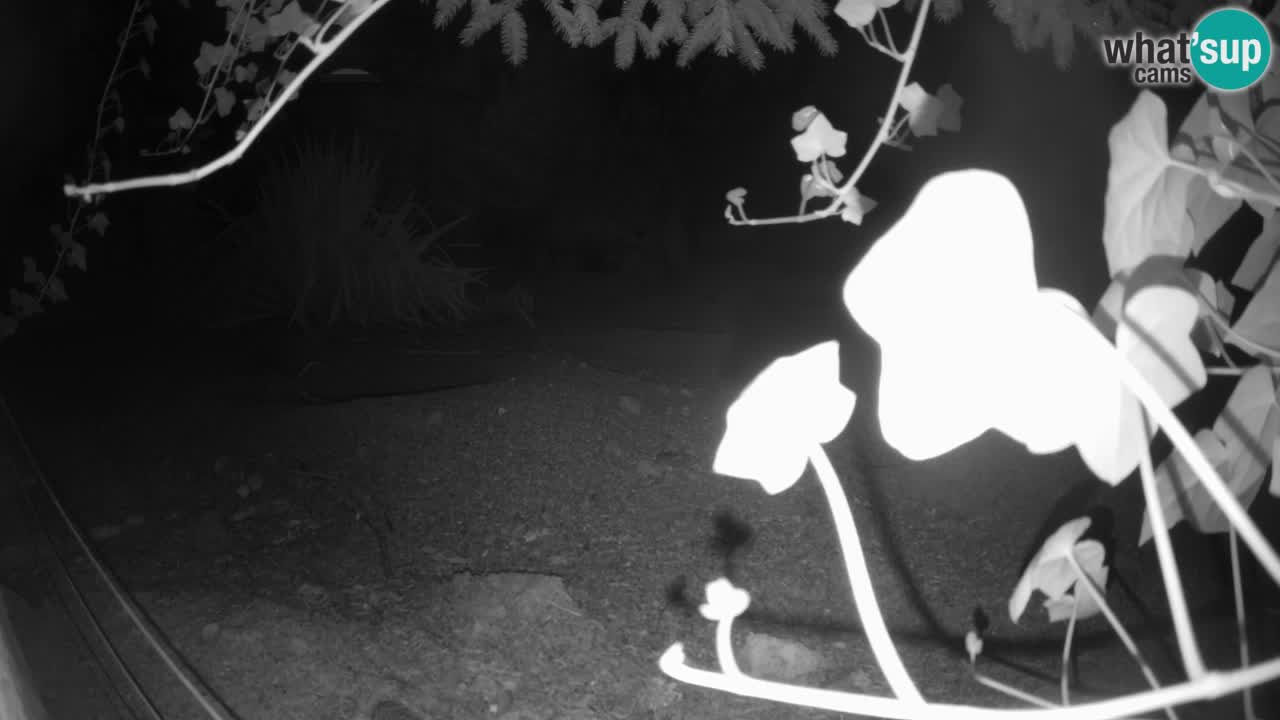 Webcam live Zoo Ljubljana – Suricata