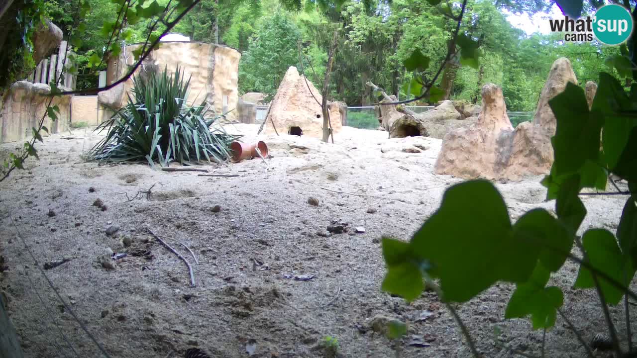 Webcam live Zoo Ljubljana – Suricata