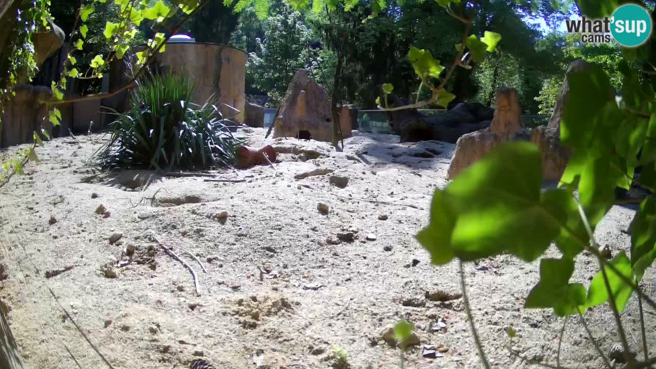 Webcam live Zoo Ljubljana – Suricata