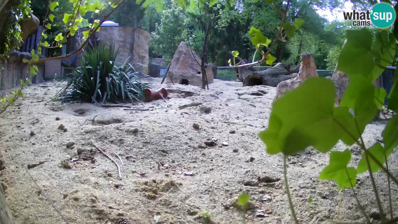 Web kamera Zoo Ljubljana – Merkat