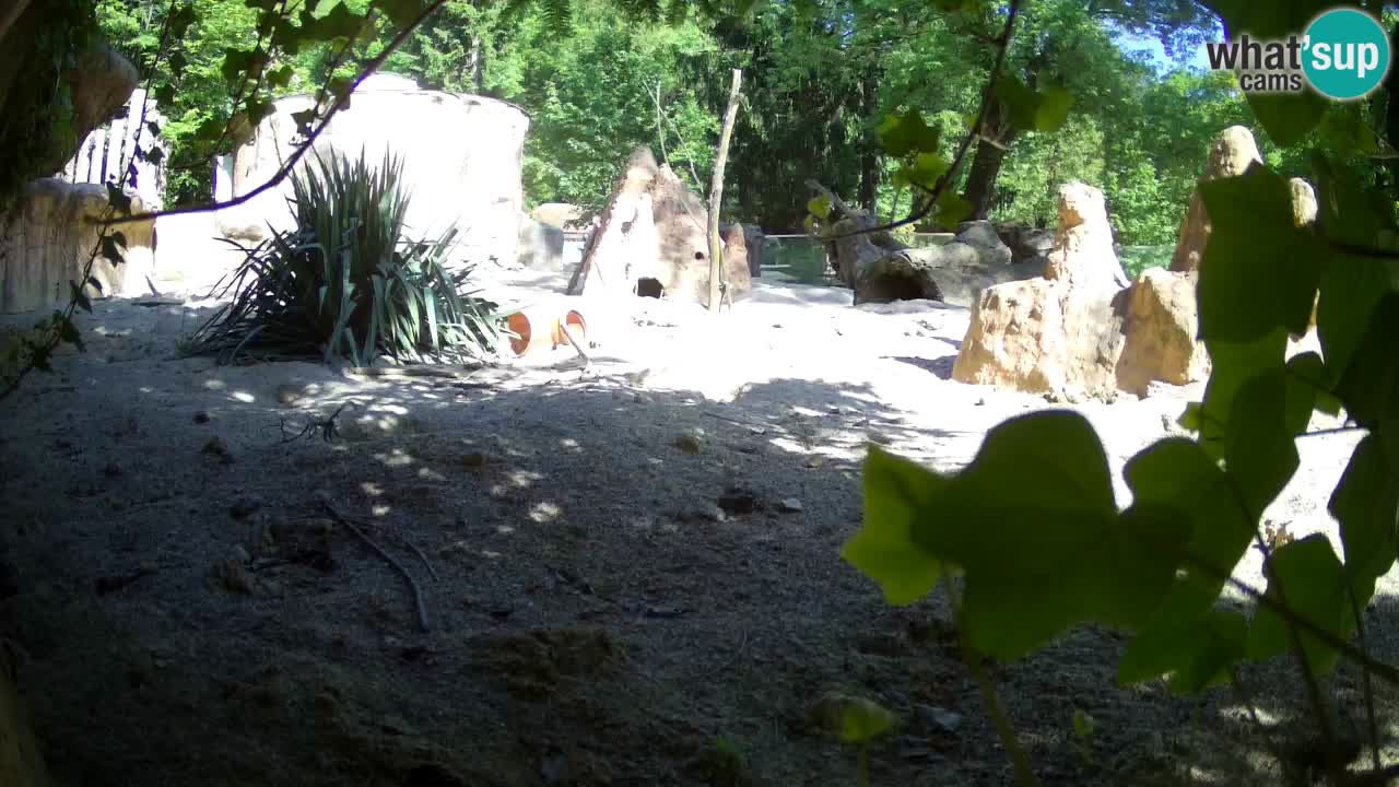 Webcam live Zoo Ljubljana – Suricata