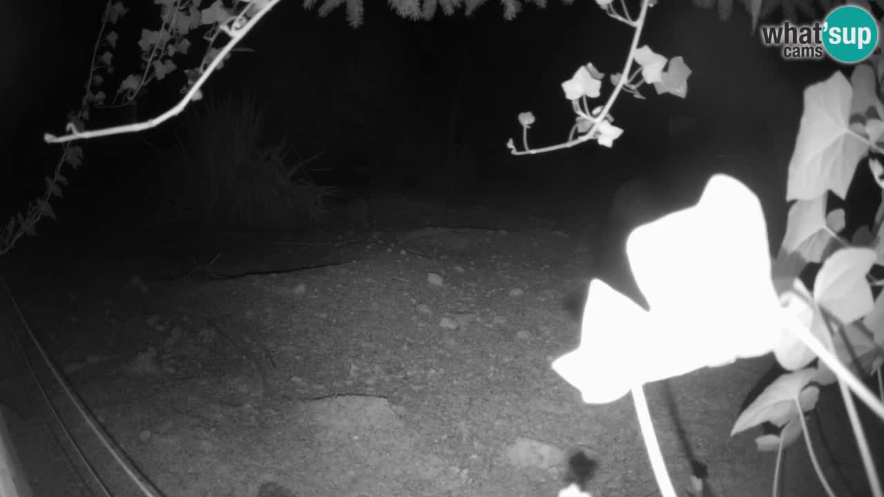 Zoo Ljubljana – Live webcam Meerkat (Suricata)