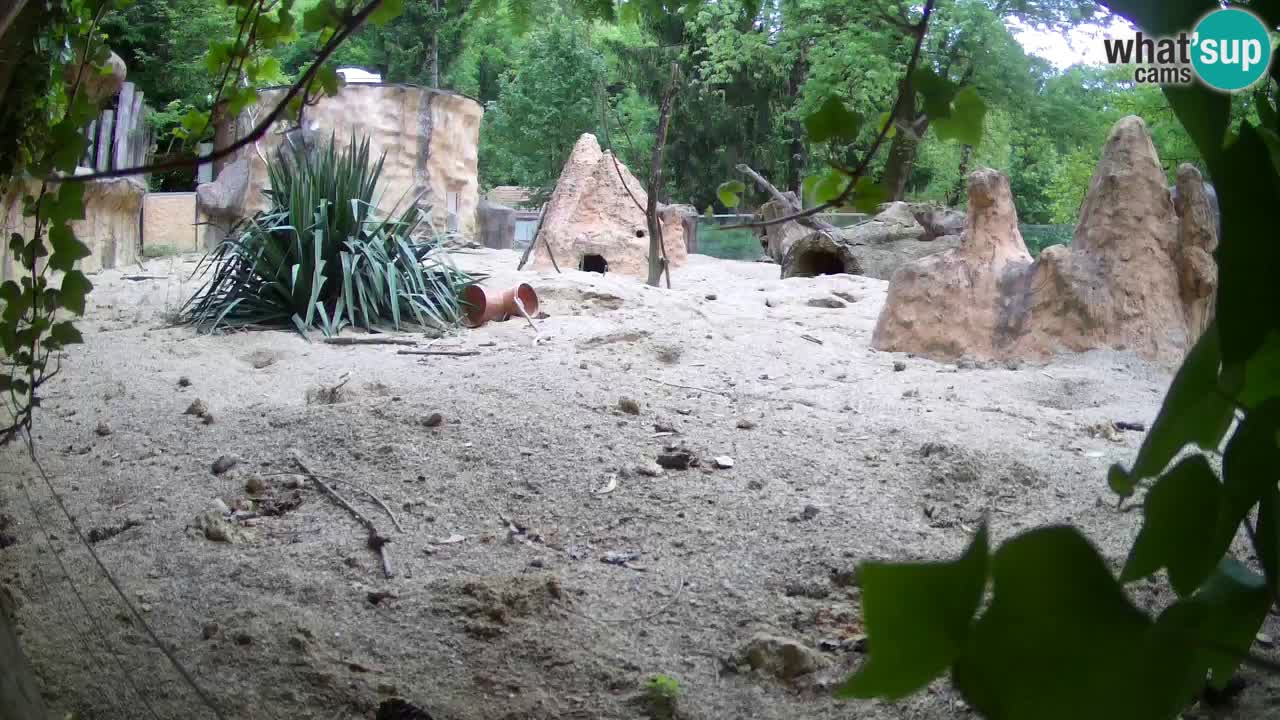 Zoo Ljubljana – Live webcam Meerkat (Suricata)