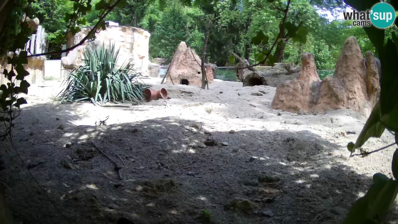 Zoo Ljubljana – Meerkat (Suricata)