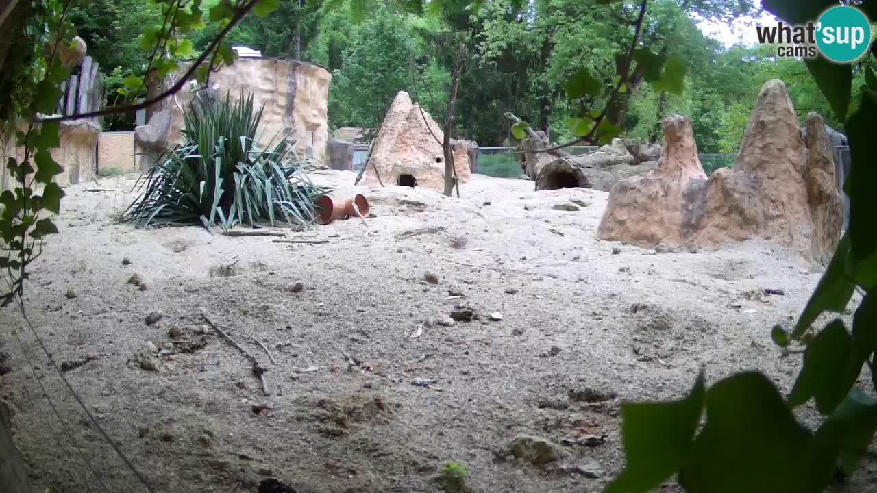 Web kamera Zoo Ljubljana – Merkat