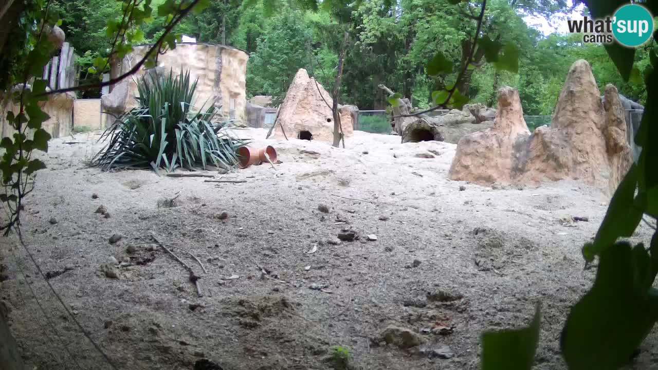 Zoo Ljubljana – Live webcam Meerkat (Suricata)