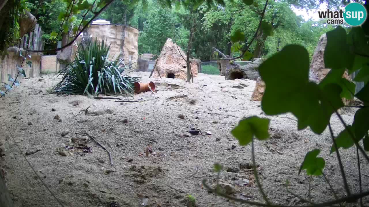 Zoo Ljubljana – Live webcam Meerkat (Suricata)