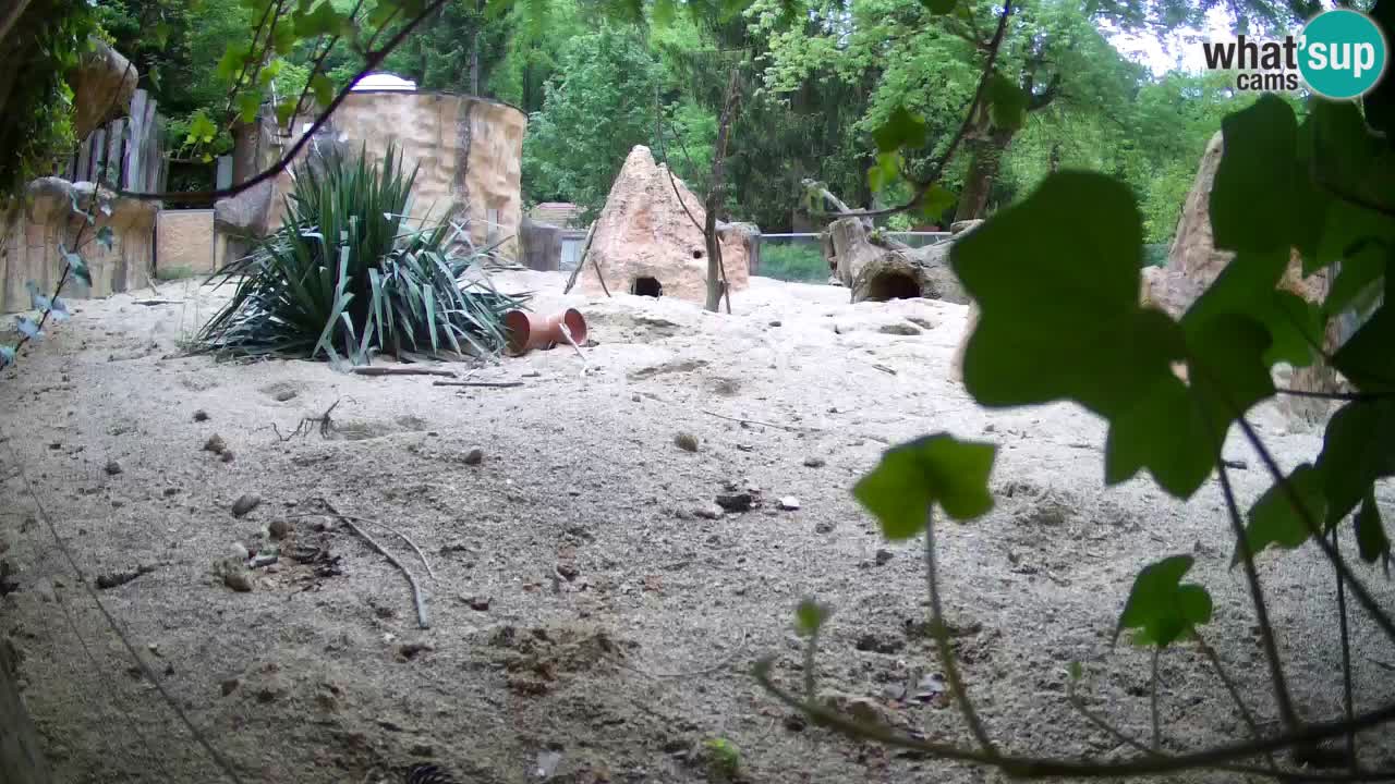Web kamera Zoo Ljubljana – Merkat