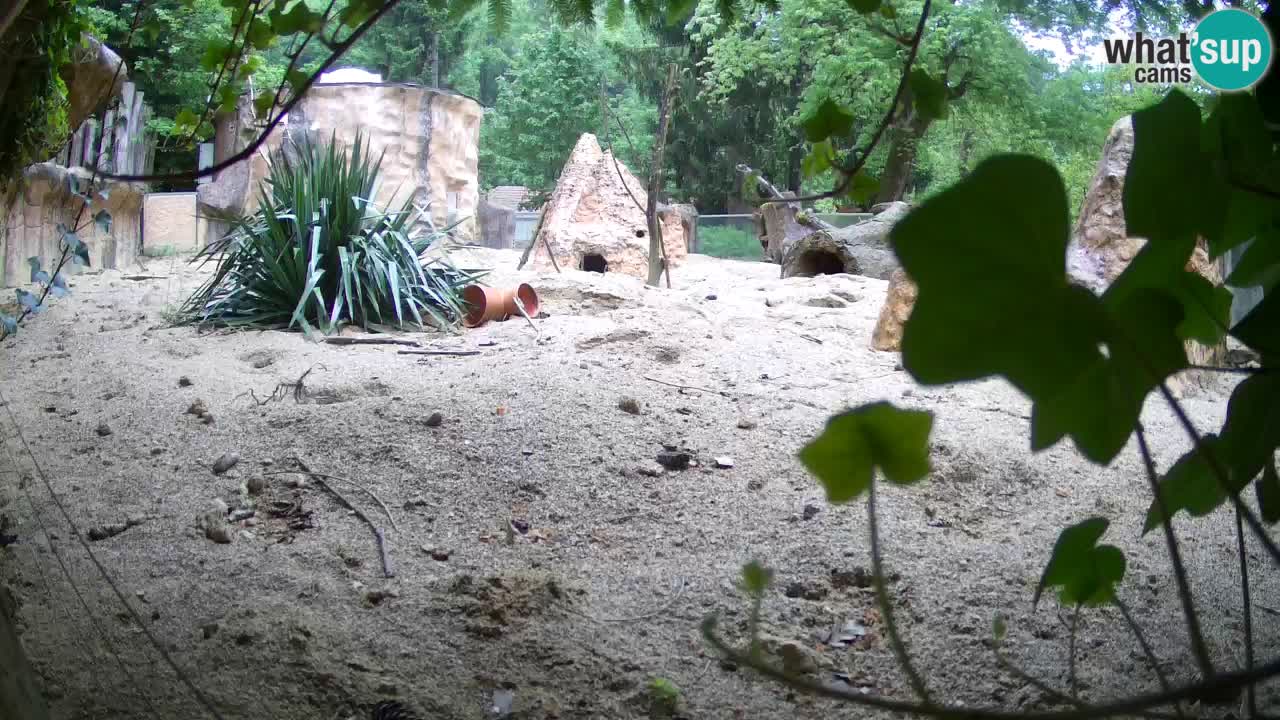Web kamera Zoo Ljubljana – Merkat