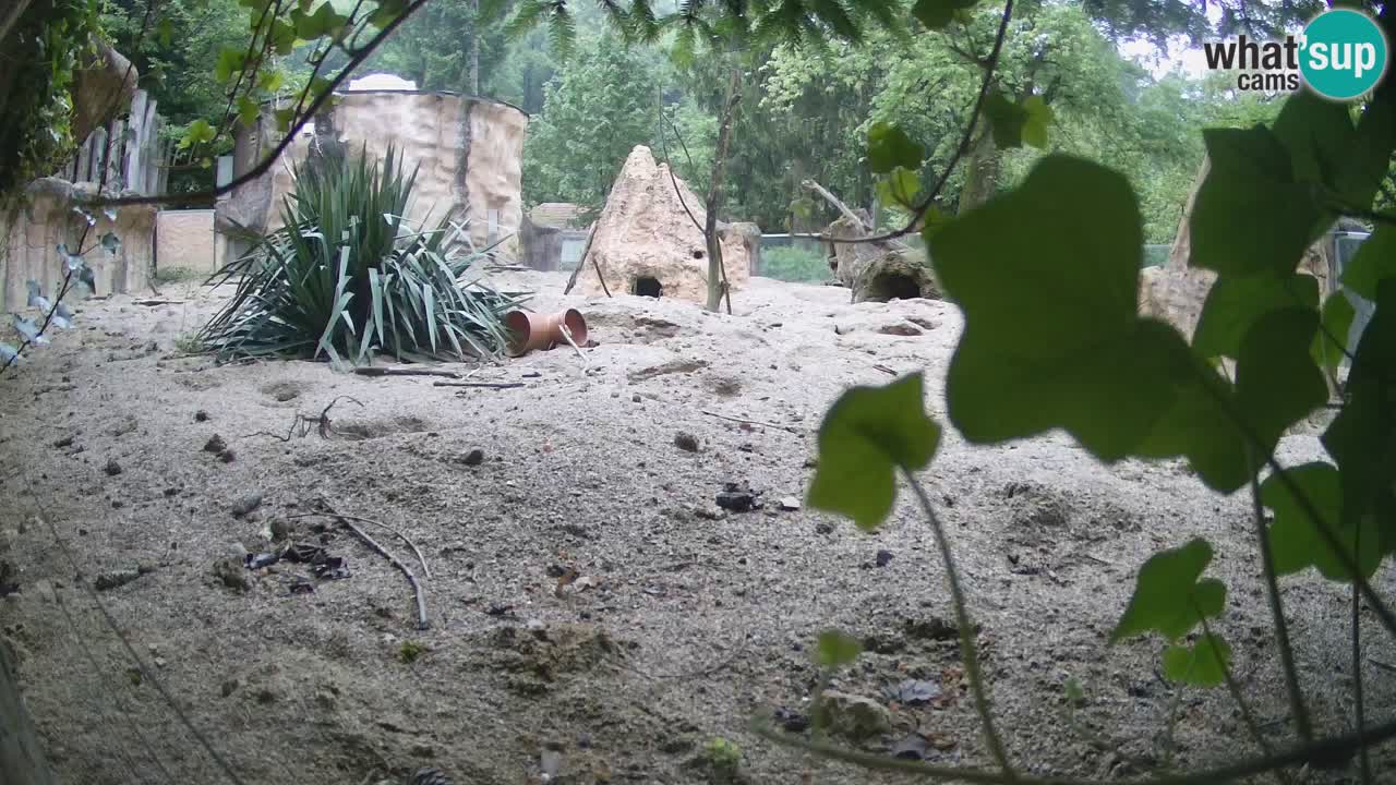 Zoo Ljubljana – Live webcam Meerkat (Suricata)