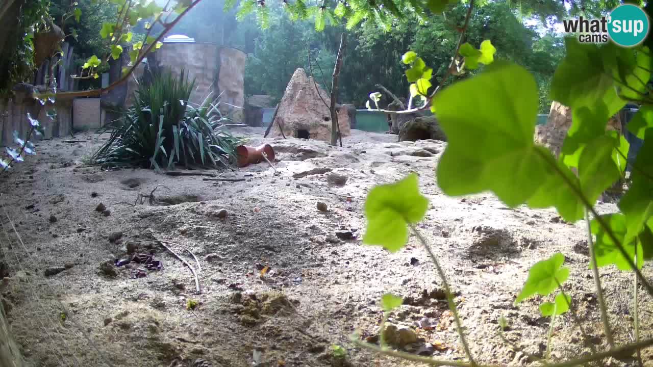Zoo Ljubljana – Live webcam Meerkat (Suricata)