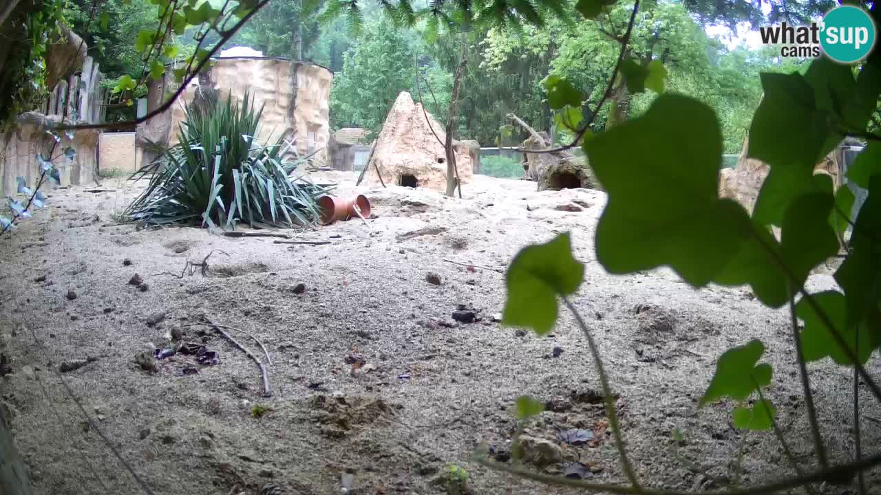 Live cam Zoo Ljubljana – Erdmännchen