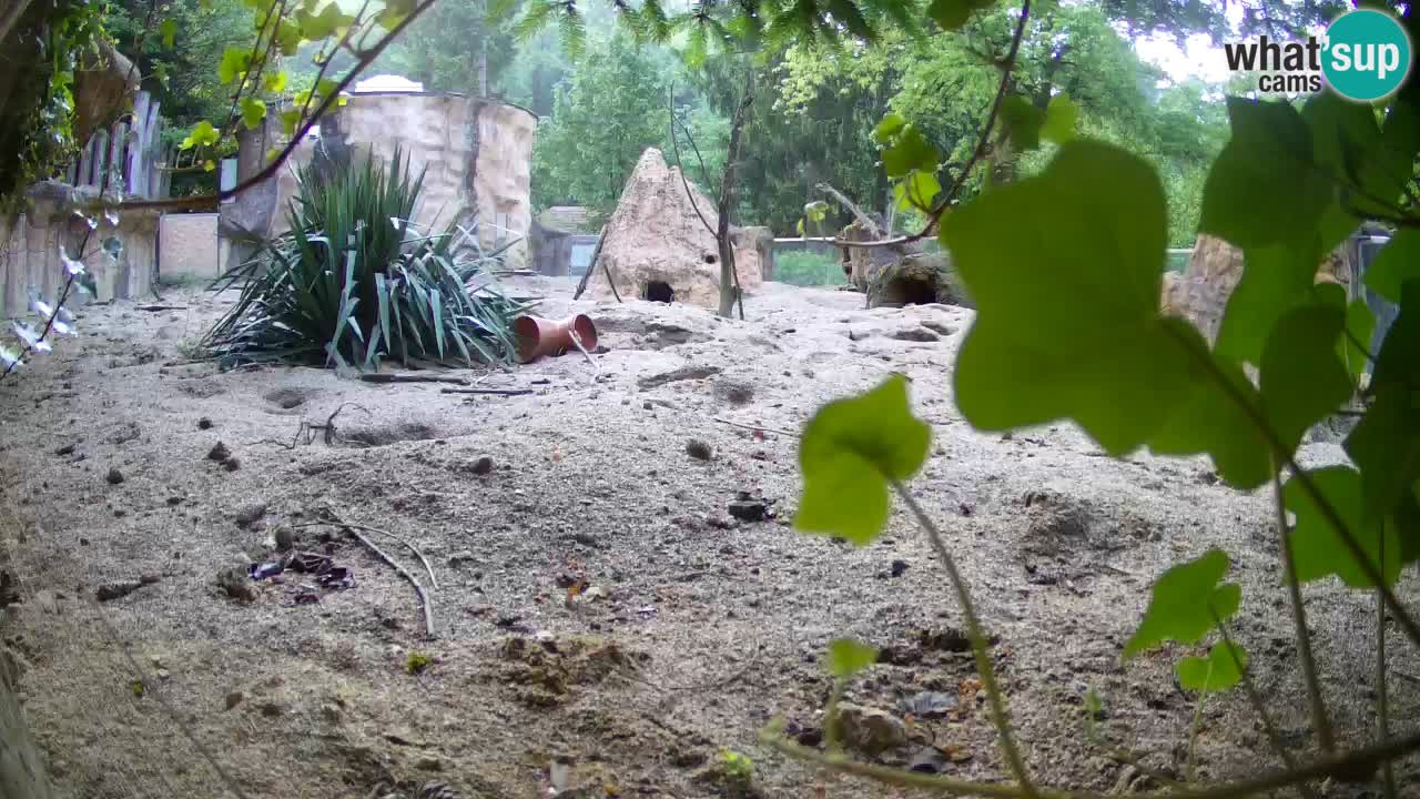 Live cam Zoo Ljubljana – Erdmännchen