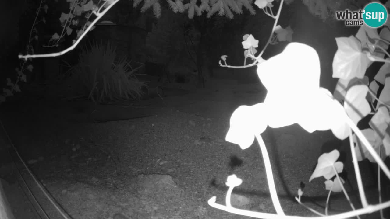 Live cam Zoo Ljubljana – Erdmännchen