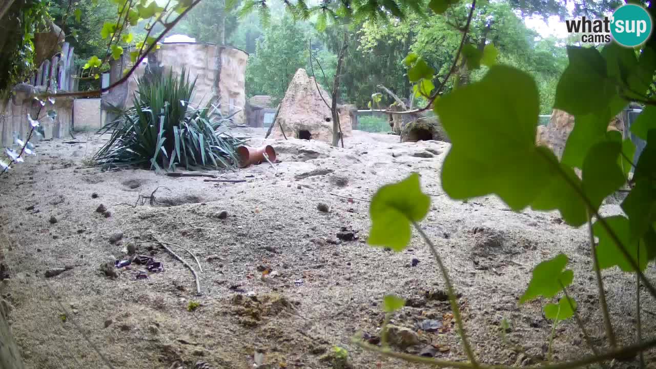 Web kamera Zoo Ljubljana – Merkat